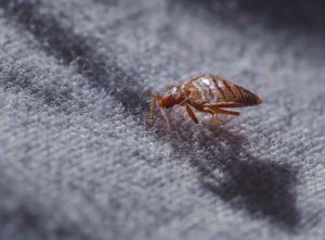 Bug Busters Pest Control Bedbug removal