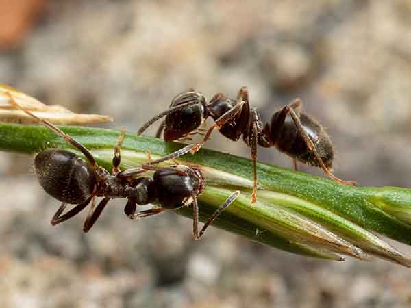 Bug Busters Pest Control black ants removal