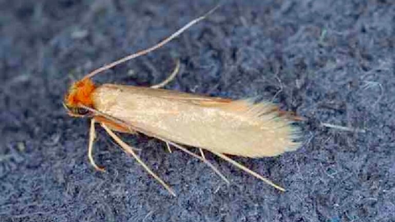 Bug Busters can help remove Moths