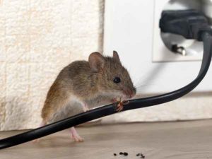 Bug Busters Pest Control mouse removal