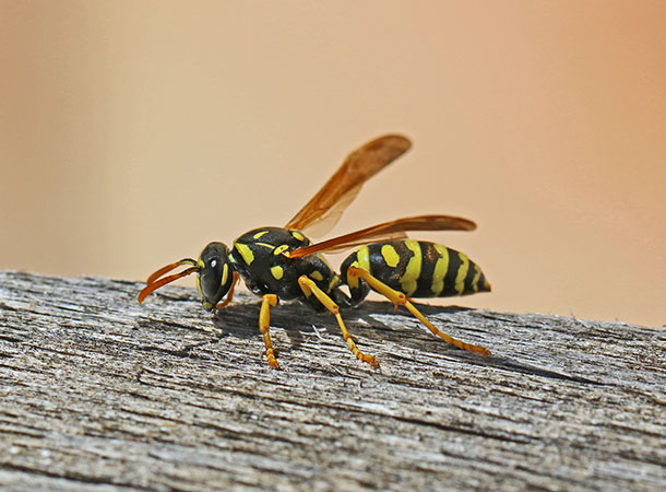 Bug Busters Pest Control Wasp removal