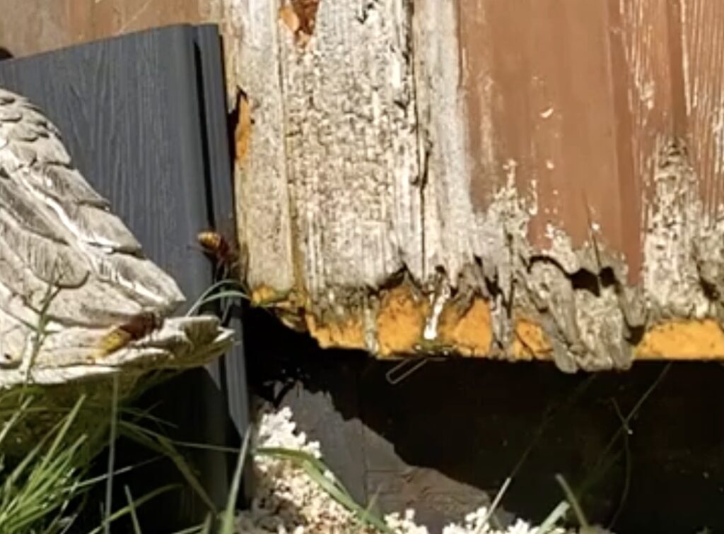 Bug Busters Pest Control Hornet Nest