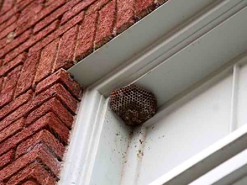 Bug Busters Pest Control, Wasp Nest Removal